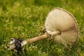 toadstools in the grass green. mushroom photo, amanita mushroom, mushroom amanita, fungus photo, poison mushroom, Royalty Free Stock Photo