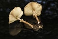 toadstools in the grass green. mushroom photo, amanita mushroom, mushroom amanita, fungus photo, poison mushroom, Royalty Free Stock Photo