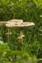 toadstools in the grass green. mushroom photo, amanita mushroom, mushroom amanita, fungus photo, poison mushroom, Royalty Free Stock Photo