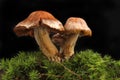 Toadstools growing in moss against black Royalty Free Stock Photo