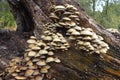 Toadstools Growing On Tree Bark Royalty Free Stock Photo