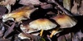 Toadstools in the leaf litter of indigenous forest, George South Africa