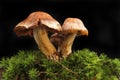 Toadstools in moss against black Royalty Free Stock Photo