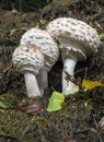 Toadstools - Mushrooms Royalty Free Stock Photo