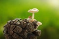 Toadstools on pine cone Royalty Free Stock Photo