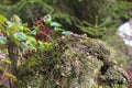 Toadstools on stone, a lot of small brown mushrooms Royalty Free Stock Photo