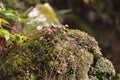 Toadstools on stone, a lot of small brown mushrooms Royalty Free Stock Photo