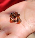 Toasted ants offered to tourist during visiting a indigenous tribe in Amazonas, Brazil. It`s a indigenous habit eat it, it`s crunc