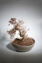 Toasted bonsai Royalty Free Stock Photo