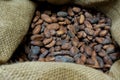 Toasted cacao beans in a sack Royalty Free Stock Photo