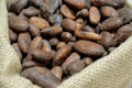 Toasted cacao beans in a sack Royalty Free Stock Photo