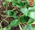 A tob of tender pumpkin plants Royalty Free Stock Photo