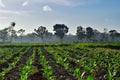 Tobacco agriculture land in the morning Royalty Free Stock Photo