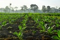 Tobacco agriculture land in the morning Royalty Free Stock Photo