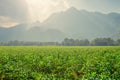 Tobacco Agriculture plant field with countryside beautiful mountain hill background Royalty Free Stock Photo