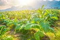 Tobacco Agriculture plant field with countryside beautiful mountain hill background Royalty Free Stock Photo