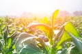 Tobacco Agriculture plant field with countryside Royalty Free Stock Photo