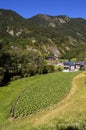 Tobacco crop in Andorra