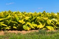 Tobacco Crop Lancaster County