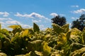 Tobacco Crop PlantsLancaster County