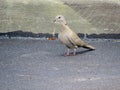 Tobacco Dove on an asphalt pavement.