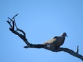 Tobacco dove on a decaying tree branch