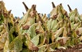 Tobacco Drying in the Field Royalty Free Stock Photo