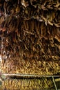 Tobacco drying, inside a shed or barn for drying tobacco leaves in Cuba Royalty Free Stock Photo