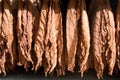 Tobacco drying leafs