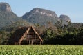 Tobacco drying shed and fields Royalty Free Stock Photo