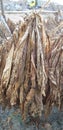 Tobacco is drying under sun light for further processing from field in india. Royalty Free Stock Photo
