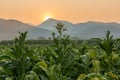 Tobacco farm