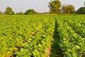 Tobacco farm