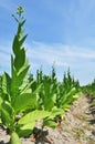 Tobacco Farm in a Village Royalty Free Stock Photo