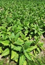 Tobacco Farm in a Village Royalty Free Stock Photo