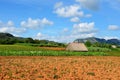 Tobacco farm in Vinales, Cuba