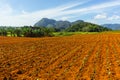 Tobacco farm in Vinales, Cuba. Pinar del Rio