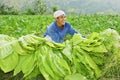 Tobacco Farmer