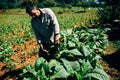 A tobacco farmer checks his leaves in Vinales, Cuba.