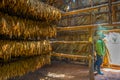 Tobacco farmer and drying tobacco leaves in a drying shed in ViÃ±ales, Cuba