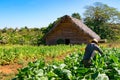 Tobacco farmer in the tobacco field at work