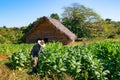 Tobacco farmer in the tobacco field at work