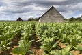 Tobacco farming on Cuba Royalty Free Stock Photo