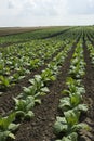 Tobacco field Royalty Free Stock Photo