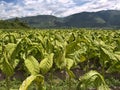 Tobacco field Royalty Free Stock Photo