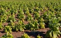 Tobacco Field Royalty Free Stock Photo