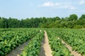 Tobacco Field Royalty Free Stock Photo