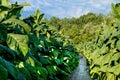 Tobacco Field