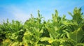 Tobacco field Royalty Free Stock Photo