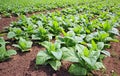 Tobacco field Royalty Free Stock Photo